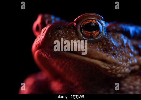 Macro de portrait de crapaud commune en rouge et bleu néon Banque D'Images