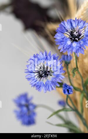 Composition minimaliste de fleurs séchées dans un vase comme décoration d'intérieur. Fleur de maïs bleue sur fond d'épis de blé mûrs. Une vie pédagogique pour le dessin. Banque D'Images