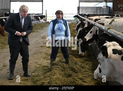 Le Premier ministre Boris Johnson réagit à une vache, accompagnée de la candidate conservatrice galloise Barbara Hughes, lors d'une visite à la ferme de Moreton à Clwyd près de Wrexham, au nord du pays de Galles, dans le cadre de la campagne électorale Senedd du Parti conservateur gallois. Date de la photo: Lundi 26 avril 2021. Banque D'Images