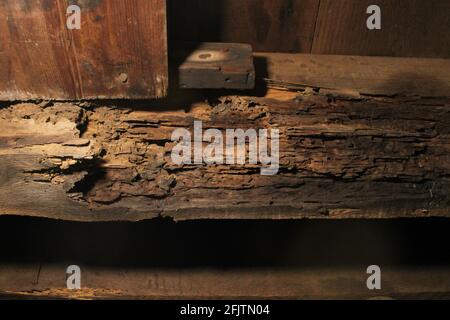 Dégâts de termite sur un ancien joiste de plancher en bois Banque D'Images