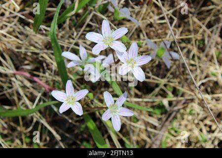 Beauté printanière fleurs dans l'herbe Banque D'Images