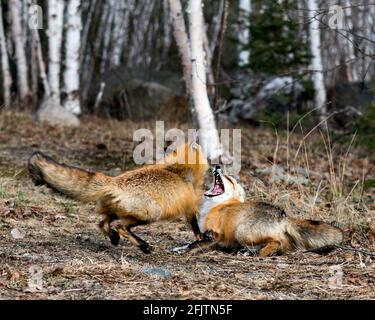 Couple de renards rouges jouant avec des arbres de bouleau arrière-plan au printemps affichant la queue de renard, la fourrure, la bouche ouverte, la langue, les dents dans leur environnement. Renards. Banque D'Images