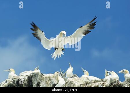 Gannet - Coming In to Land Sula bassana Bass Rock Scotland, Royaume-Uni BI002285 Banque D'Images