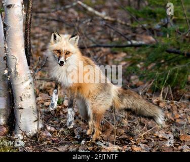 Renard rouge unique debout sur les pattes arrière par un bouleau au printemps dans son environnement avec un fond flou affichant des pattes de marque blanche. Renard Banque D'Images