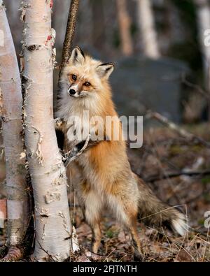 Renard rouge unique debout sur les pattes arrière par un bouleau arbre et arrière-plan de forêt flou au printemps de la saison son environnement et son habitat affichant le m blanc Banque D'Images