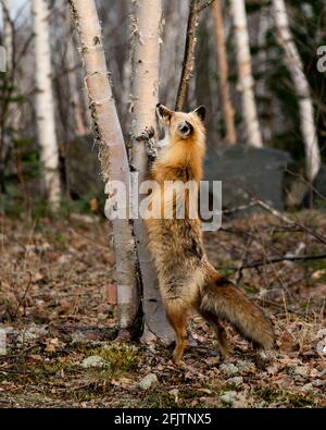 Renard rouge unique debout sur les pattes arrière par un bouleau arbre à la recherche de sa proie avec un arrière-plan de forêt flou au printemps dans son environnement et ha Banque D'Images