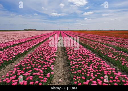 Des rangées de tulipes roses et rouges dans le champ de tulipes néerlandais au printemps au Flevopoder, province de Flevoland, pays-Bas Banque D'Images