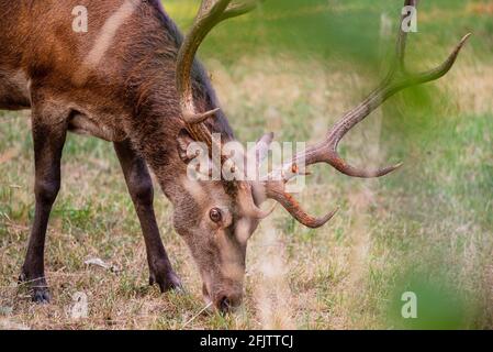 Un magnifique cerf mâle mange dans les bois Banque D'Images