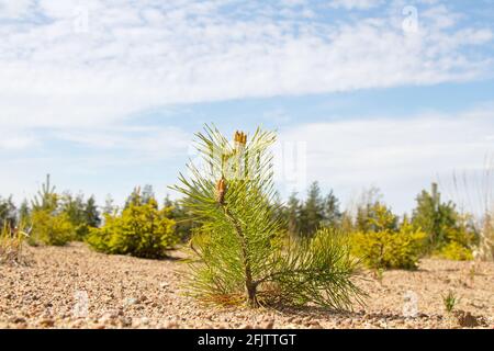 Boisement. Jeunes pins plantés (repousse) sur terrain avec sol sablonneux, semis de pin. Petits arbres en été sur le fond de la vieille forêt Banque D'Images