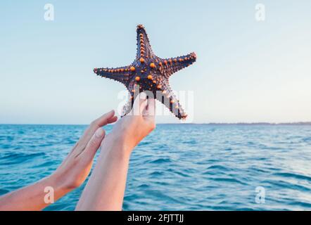 Les mains d'une femelle montrant un étoiles de mer tenant un habitant vivant, grand, beau, et lumineux de l'océan avec des vagues de fond sur l'île de Zanzibar. Exotique Banque D'Images