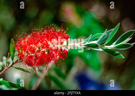 Fleur de melaleuca citrina ou Melaleuca citrina, communément connu sous le nom de pinceau à fond rouge commun, pinceau à fond rouge cramoisi ou pinceau à fond citron. Banque D'Images