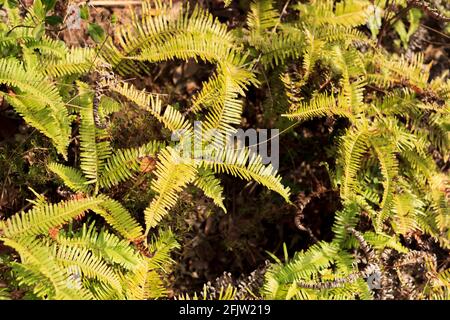 Beaucoup de vert Faux Staghorn Fern. Banque D'Images