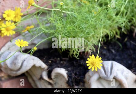Beurre clair et Beau Daisy ou Little Yellow Star Flowers dans UN pot en bois, Signes du printemps et de l'été. Banque D'Images
