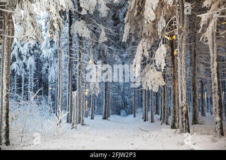 France, Bas Rhin, Hautes Vosges, Belmont, champ du feu (1099 m), sommet en hiver Banque D'Images