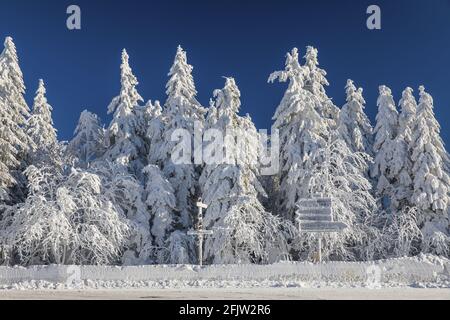 France, Bas Rhin, Hautes Vosges, Belmont, champ du feu (1099 m), sommet en hiver Banque D'Images