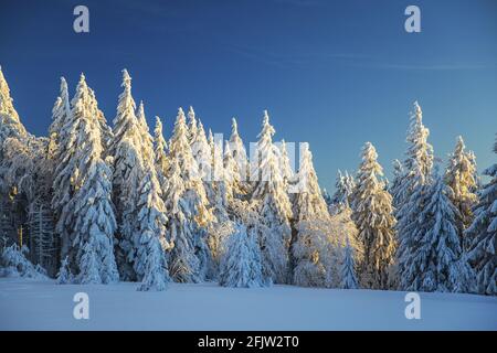 France, Bas Rhin, Hautes Vosges, Belmont, champ du feu (1099 m), sommet en hiver Banque D'Images