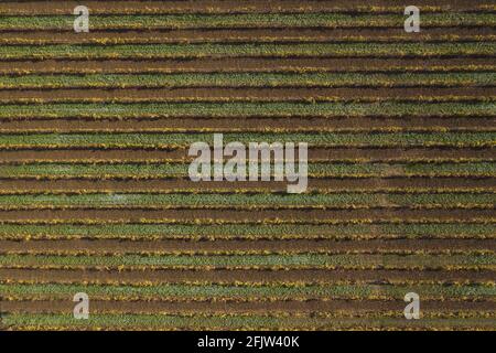 France, Var, le Thoronet, AOC Côtes de Provence, vignobles (vue aérienne) Banque D'Images