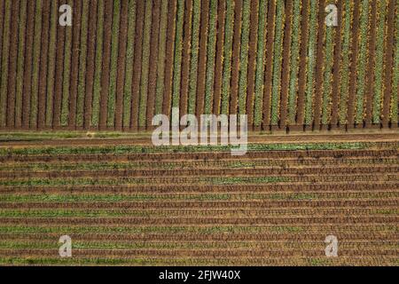 France, Var, le Thoronet, AOC Côtes de Provence, vignobles (vue aérienne) Banque D'Images