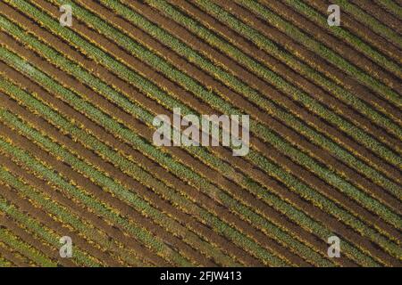 France, Var, le Thoronet, AOC Côtes de Provence, vignobles (vue aérienne) Banque D'Images