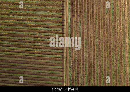 France, Var, le Thoronet, AOC Côtes de Provence, vignobles (vue aérienne) Banque D'Images