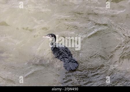 Un jeune Cormorant (Microcarbo niger) a brisé la surface de l'eau, le plumage n'est pas résistant à l'eau. Poisson pêché. Sri Lanka Banque D'Images