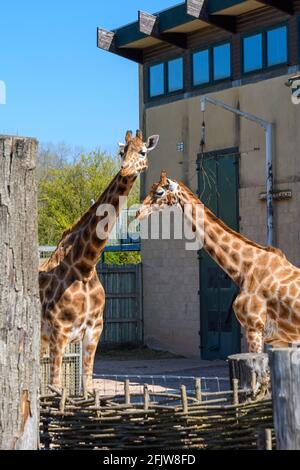 Girafes de Rothschild (Giraffa camelopardalis rothschild)Zoo de Marwell, Winchester, Hampshire, Royaume-Uni Banque D'Images