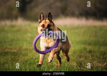 Le berger allemand traverse un parc vert et aime la vie. Chien joue avec des jouets dans la nature. Jeux actifs avec chien. Banque D'Images