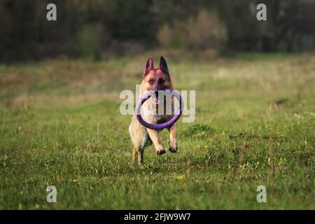 Le berger allemand traverse un parc vert et aime la vie. Chien joue avec des jouets dans la nature. Jeux actifs avec chien. Banque D'Images