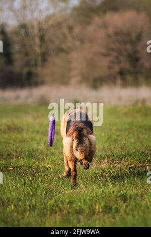 Le berger allemand traverse un parc vert et aime la vie. Le chien joue avec des jouets dans la nature vue arrière. Jeux actifs avec chien. Banque D'Images