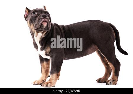 Un chiot de la race américaine Bully de couleur tricolore. Une race de chien de compagnie nouvellement créée aux États-Unis. Isolé sur fond blanc, c Banque D'Images