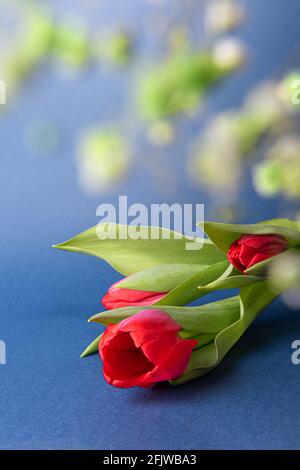 Tulipes rouges naturelles avec feuilles sur papier bleu foncé entourées de petites fleurs vertes non concentrées. Fond saisonnier avec bouquet de fleurs printanières et copie Banque D'Images
