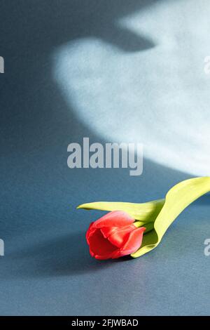 Tulipe rouge vif avec feuilles vertes et ombre abstraite dure sur papier gris bleu foncé. Arrière-plan saisonnier avec une tulipe et un grand espace de copie. Verticale Banque D'Images