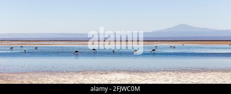 Magnifique paysage de la lagune de Chasxa avec reflet de l'environnement et du ciel bleu à Salar d'Atacama, Chili Banque D'Images