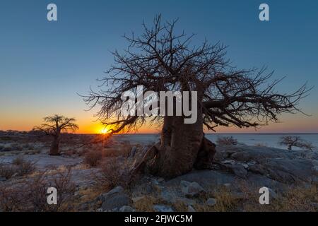 Coucher de soleil sur les baobabs sur l'île de Kubu Banque D'Images