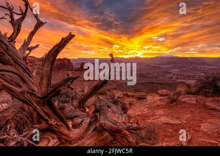 Un coucher de soleil vif sur un ancien Juniper Tree au Grand Viewpoint surplombe le parc national de Canyonlands, Utah. Banque D'Images