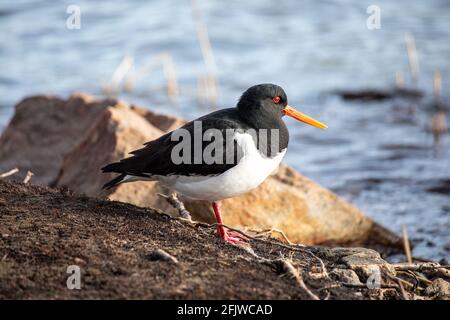 Oystercapcher eurasien (Haematopus ostralegus) également connu sous le nom de l'oystercapcher à pied commun ou oystercapcher palaearctique Banque D'Images