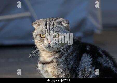 Portrait d'une belle housecat pure race. Chaton British Shorthair. Banque D'Images