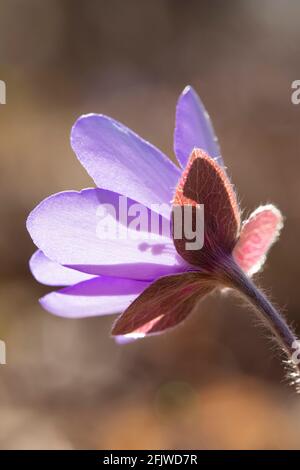 Fleurs hepatica communes Banque D'Images