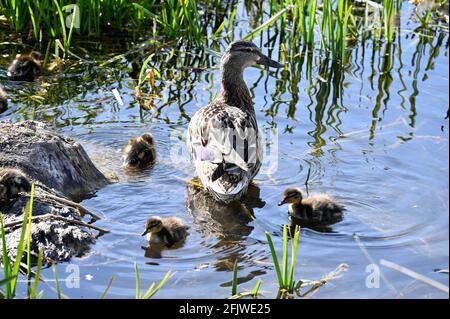 Kent, Royaume-Uni. Une journée ensoleillée et claire avec des températures atteignant 11 degrés. Une mère canard colvert (Aras platrhynchos ) surveille ses canetons. River Cray, Foots Cray Meadows, Sidcup. Crédit : michael melia/Alay Live News Banque D'Images