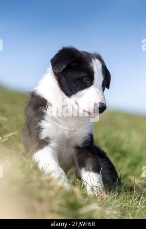 Border Collie brebis chien pup assis dans l'herbe dans un champ, North Yorkshire, Royaume-Uni. Banque D'Images