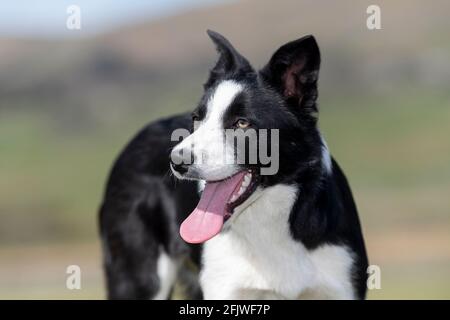 Le jeune chien de berger de collie, à la frontière, commence à travailler. North Yorkshire, Royaume-Uni. Banque D'Images