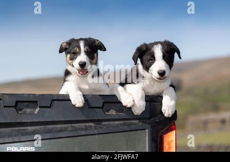 Deux chiots Border Collie se sont assis à l'arrière d'un camion de ferme, dans le North Yorkshire, au Royaume-Uni Banque D'Images