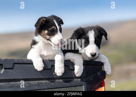 Deux chiots Border Collie se sont assis à l'arrière d'un camion de ferme, dans le North Yorkshire, au Royaume-Uni Banque D'Images