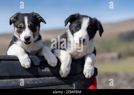 Deux chiots Border Collie se sont assis à l'arrière d'un camion de ferme, dans le North Yorkshire, au Royaume-Uni Banque D'Images