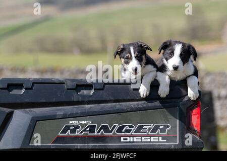 Deux chiots Border Collie se sont assis à l'arrière d'un camion de ferme, dans le North Yorkshire, au Royaume-Uni Banque D'Images