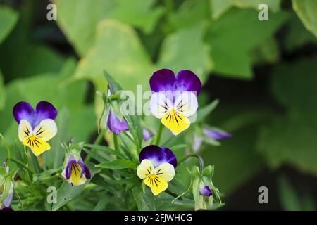 Fleurs d'une plante pansies gros plan. Fleurs du jardin dans le lit à fleurs. Banque D'Images