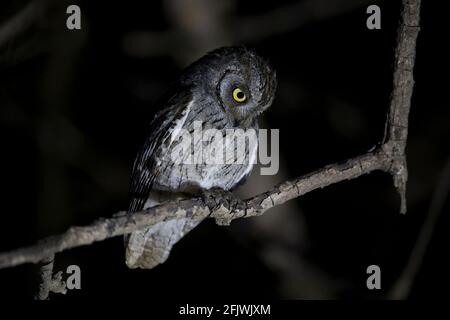 Une chouette des Scops arabes dans la nuit à la recherche de sa proie. Banque D'Images