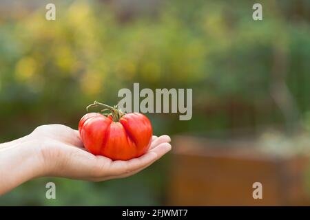 Main de femme tenant mûr, Red Heirloom tomate fraîchement cueillie dans le jardin de cour Banque D'Images