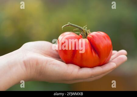 Main de femme tenant mûr, rouge Heirloom Tomato Banque D'Images