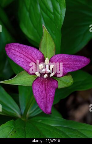 Trillium rouge vif en fleurs au début du printemps. Banque D'Images